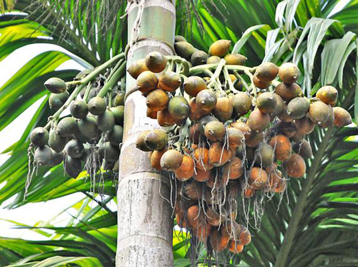 Arecanut